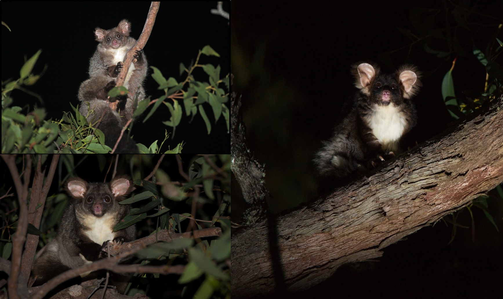 New discovery triples the greater glider species in Australia